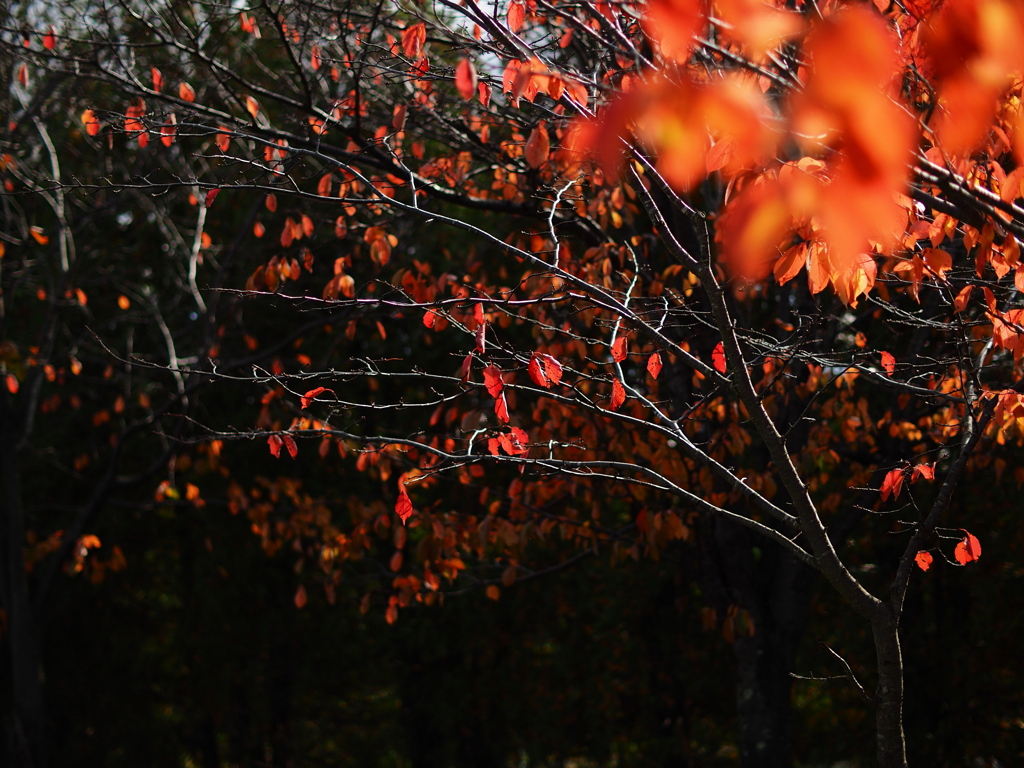 紅葉過ぎて