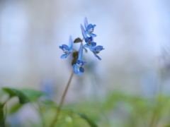 ひとり咲き