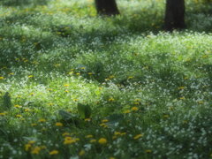 木洩れ日の花園