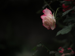 雨上がりの薔薇