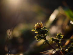 光を求めていた