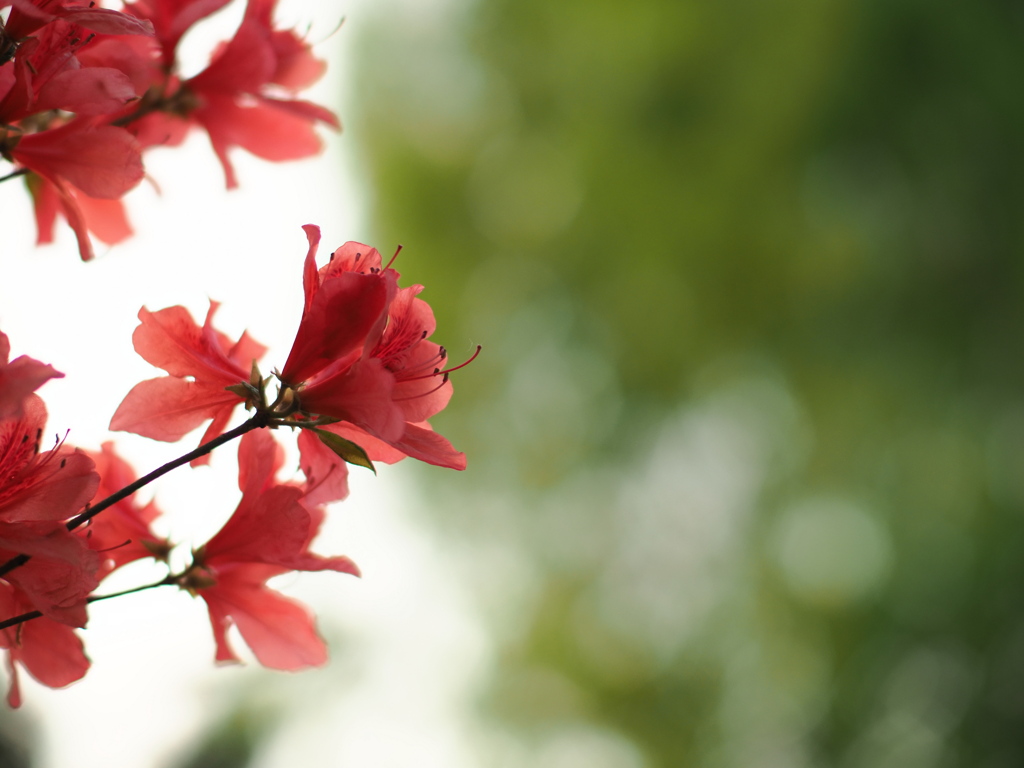 小径の花