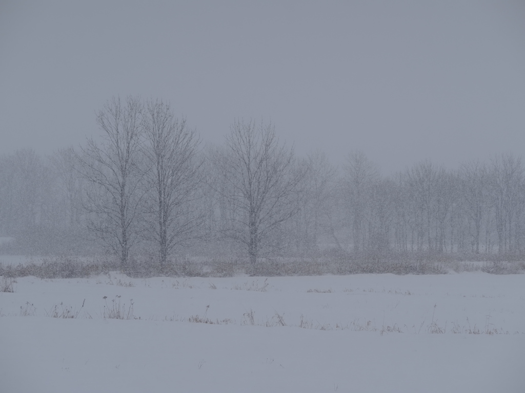 雪が降る