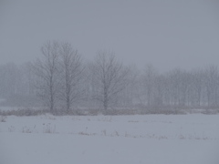 雪が降る