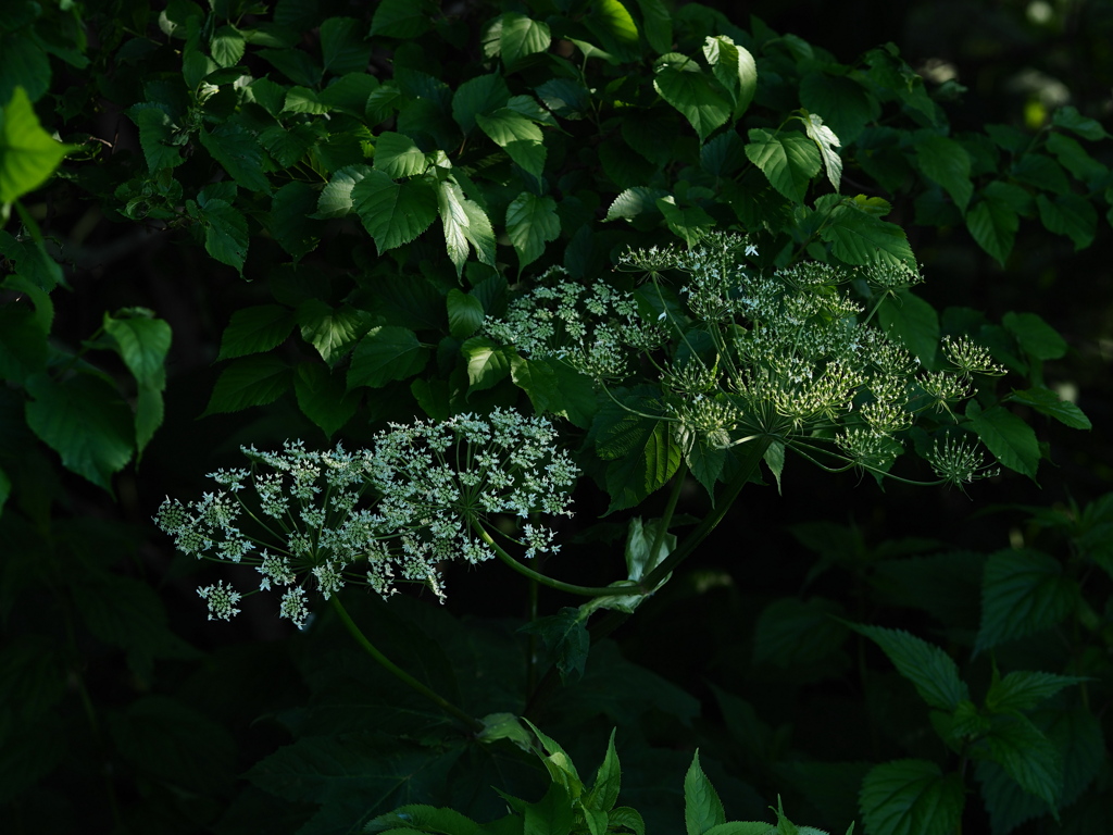 緑陰の花
