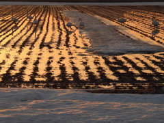 夕暮れ田圃