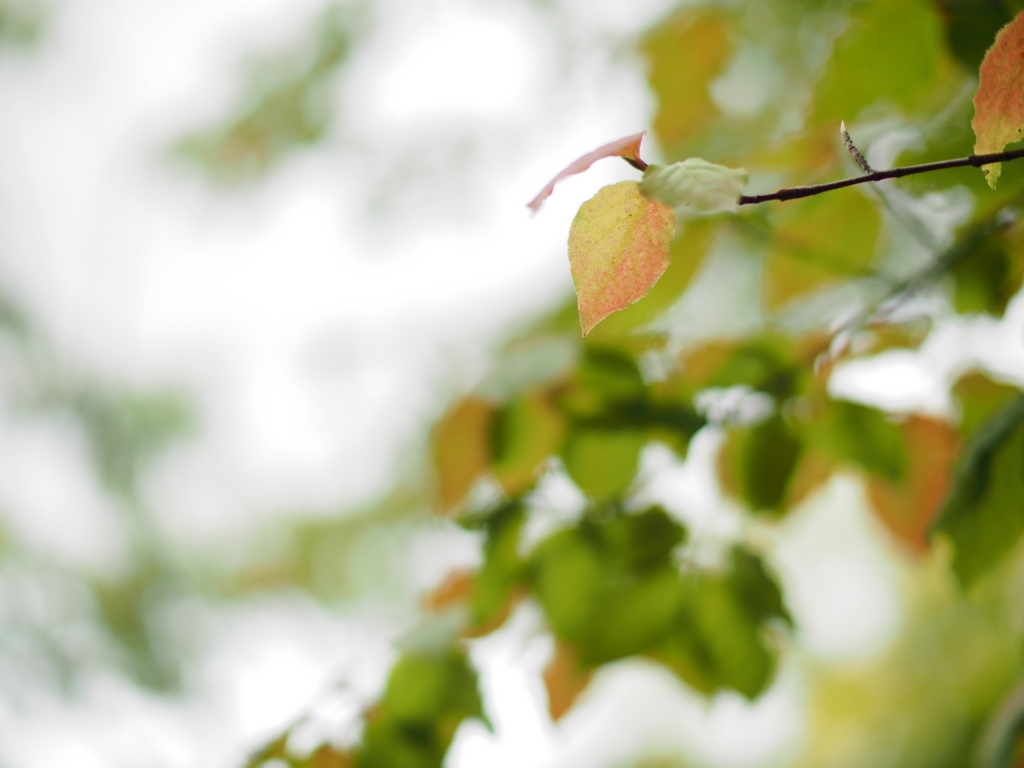 透き通っていく世界