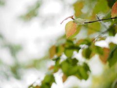 透き通っていく世界