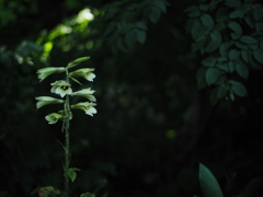 陰の花