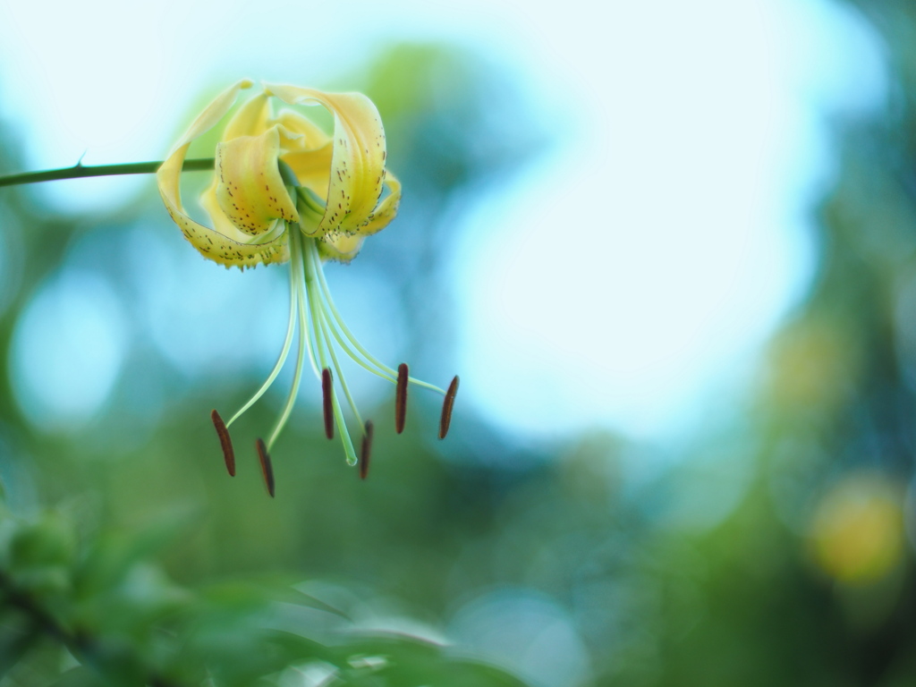 百合の光