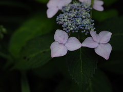 紫陽花の季節