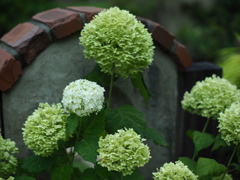 薔薇園のアナベル