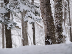 雪の森