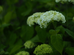 厚別のふたごちゃん
