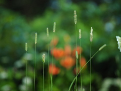 草