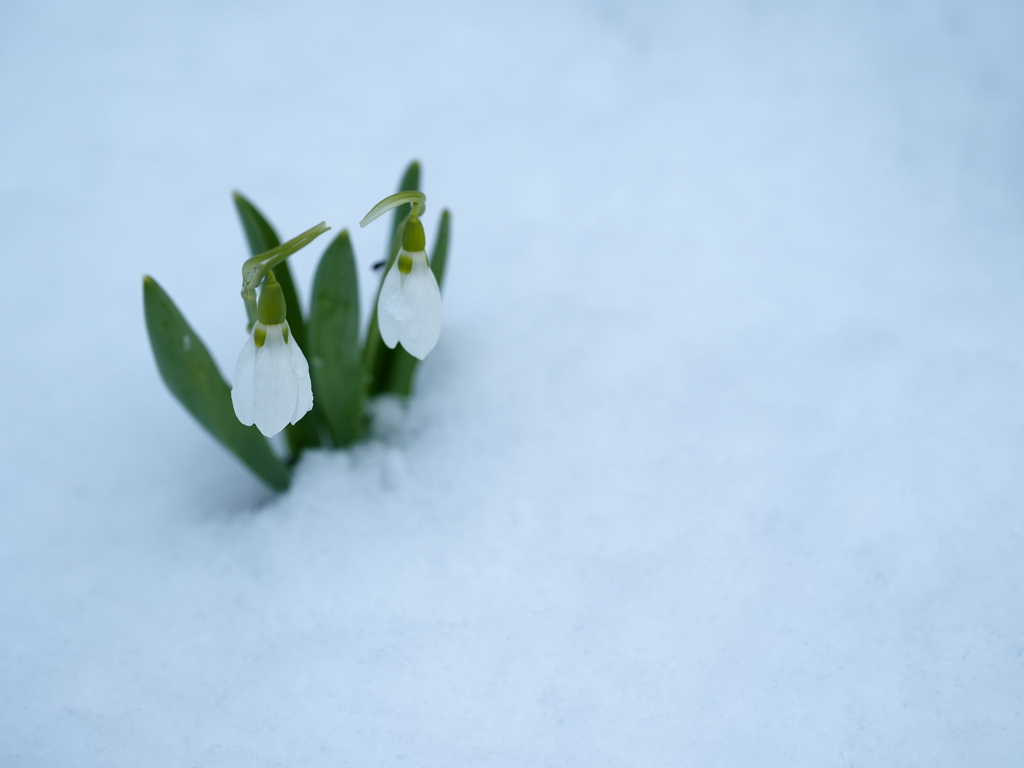雪二雫