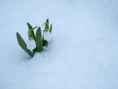 雪二雫