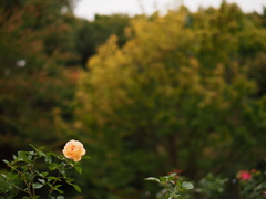 薔薇園に秋