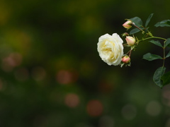 たのしいばら園