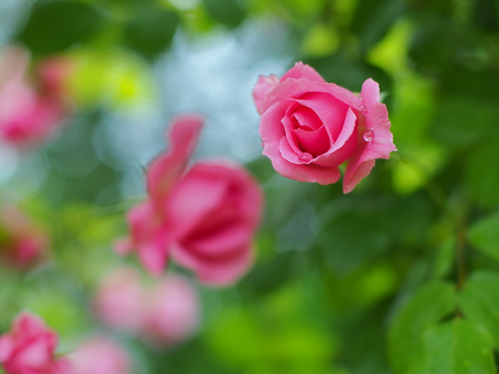 薔薇色の世界