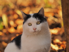 木ノ葉ねこ