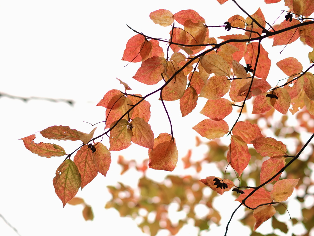 透き通っていく世界