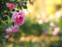 秋の光の中朽ちて行く