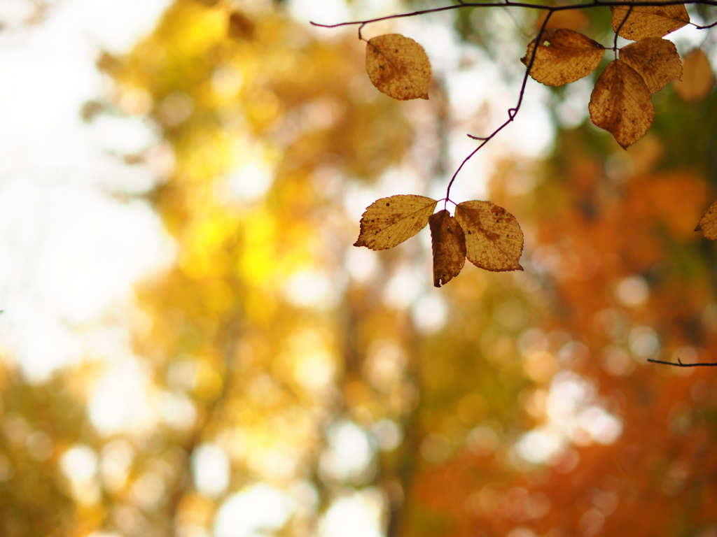 透き通っていく世界　光