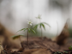 ふたり咲き