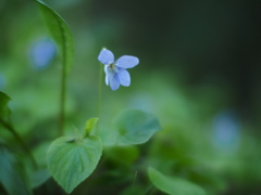 すみれ菫