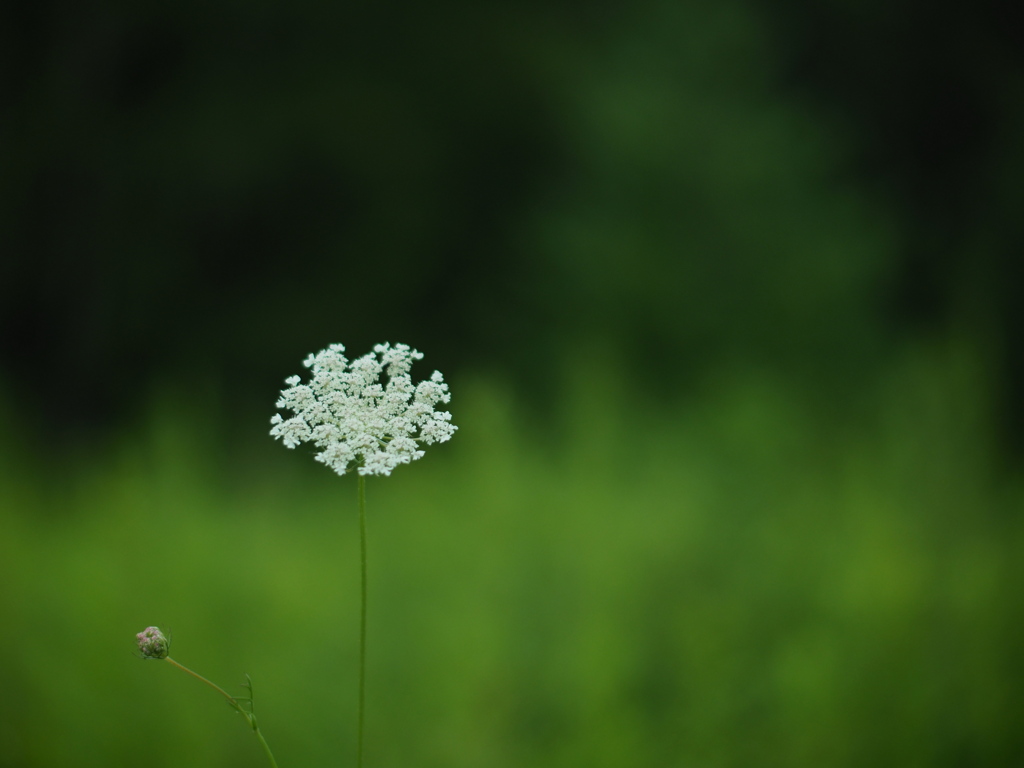 のののらにんじん
