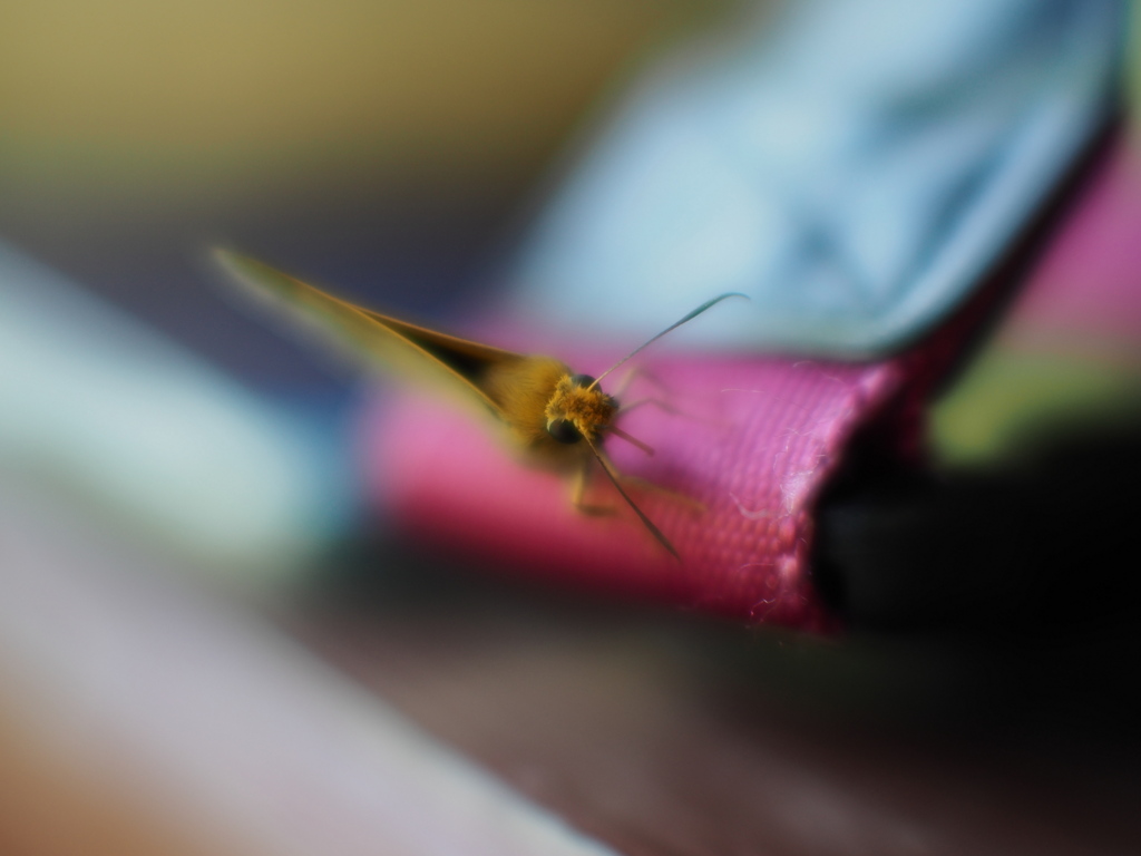 森の不思議ちゃん