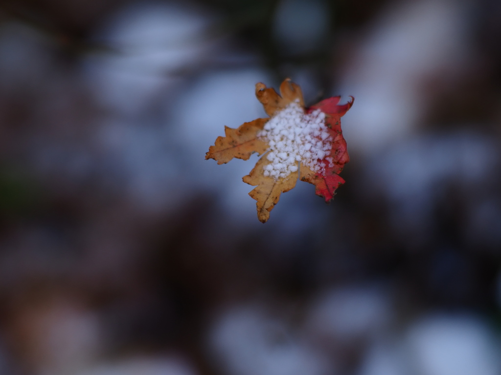 氷紅葉