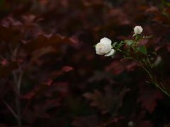 夜の薔薇