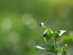 青い雫
