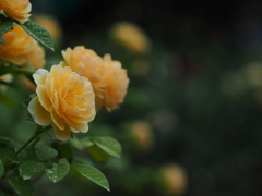 雨の日に薔薇を