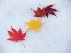 雪が降った
