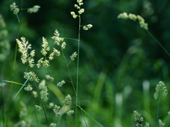 然も無い草を撮る