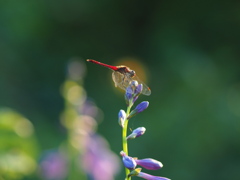 花と蜻蛉