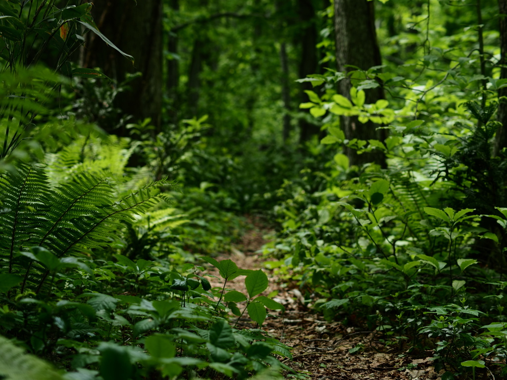 鬱蒼の小径