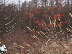 枯れ野に紅