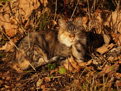 ひだまりぬくもり