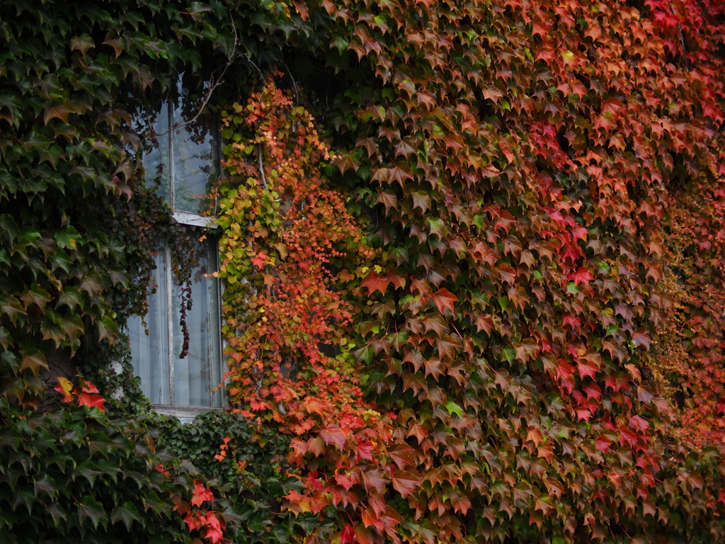 蔦の窓