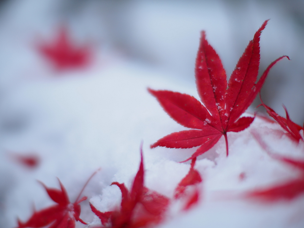 雪紅葉