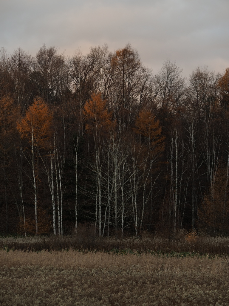 残照・白樺