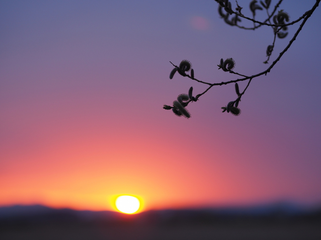 芽と夕陽