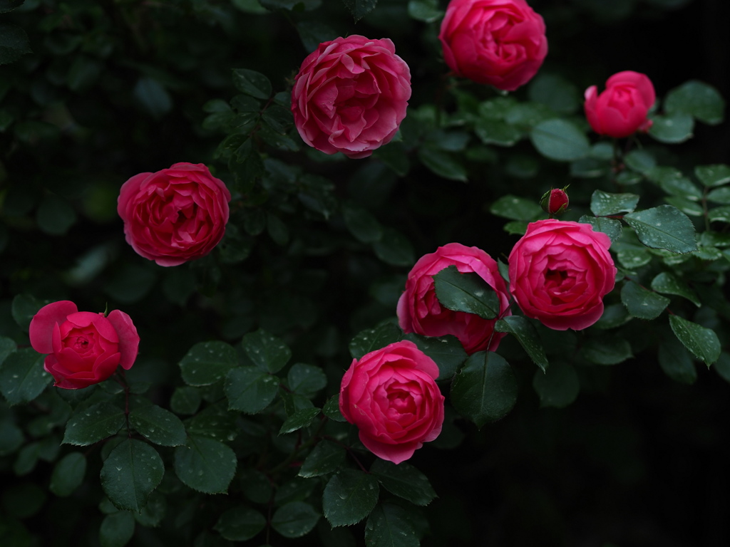 ころころポンポネッラ