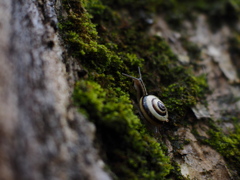 苔に棲む
