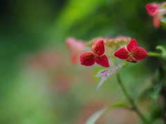 紅紫陽花