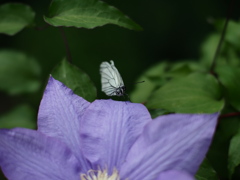 花と蝶
